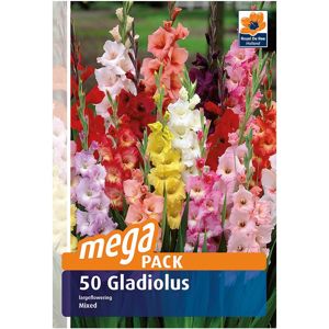 Gladiola meagapack 50 ks
