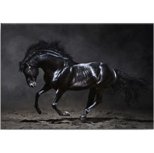 Obraz Na Plátně Canvas  85x113X2,8 Black Horse