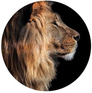 Skleněný Obraz Ringart FI70 Black Lion